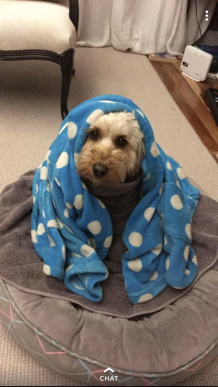 A very patient dog wrapped in a blue polka-dot blanket